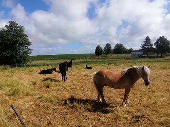 Haflinger Wallach, Jassi , Horses For Sale, Gnoien