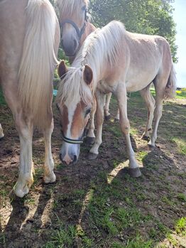 Haflinger Wallach