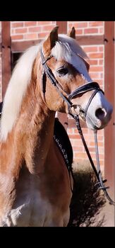 Haflinger Wallach, Ralf, Horses For Sale, Warendorf