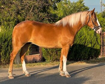 Haflinger Wallach such Neues zu hause., Evelyn Vrga, Horses For Sale, Gerla