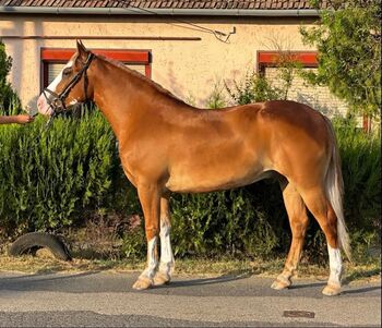 Haflinger Wallach such Neues zu hause.