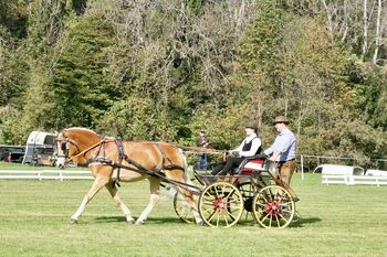 Haflinger sucht ....