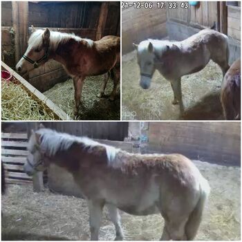 Haflinger Hengstl, Denise, Horses For Sale, Aurolzmünster 