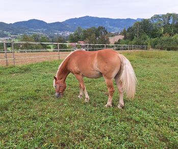 Haflingerjunghengst, Oswald Reiter , Horses For Sale, Kirchdorf an der Krems - Kirchdorf an der Krems