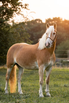 Haflingerstute 15 Jahre, Melanie, Horses For Sale, Rheinberg