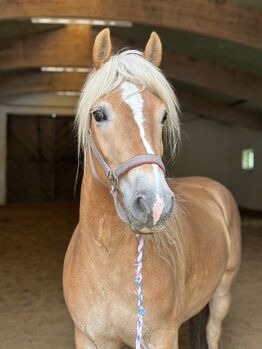 Haflinger Stute 3 jährig