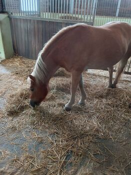 Haflinger Stute 8jährig