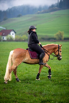 Haflingerstute von Wienerart