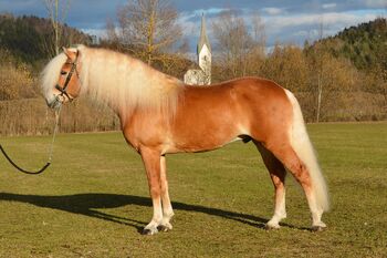 Stutfohlen Haflinger