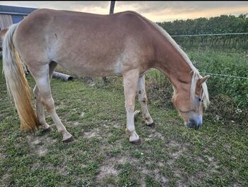 Haflinger Stute