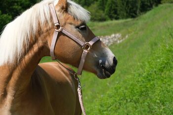 Haflinger Stute