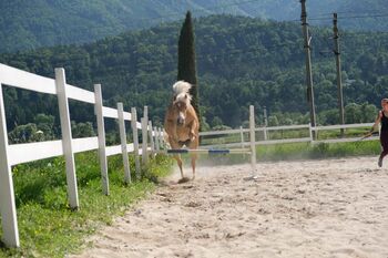 Haflinger Stute, Selina, Horses For Sale, Paternion 