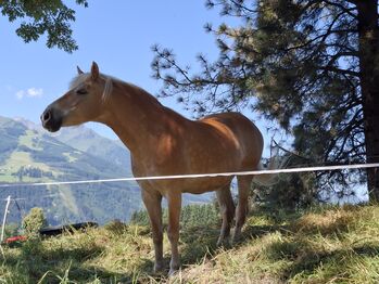 Haflingerstute, Romana schultes, Horses For Sale, Thumersbach