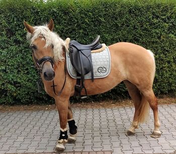 Haflinger Stute