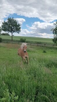 Haflinger Stute an