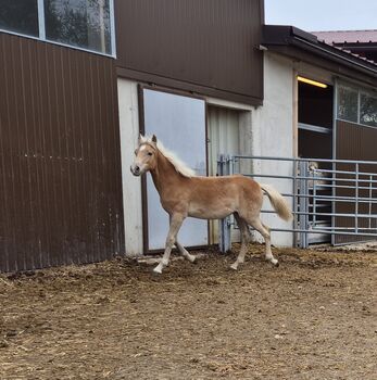 Haflinger Stutfohlen zu verkaufen, Sabine, Horses For Sale, Ybbs