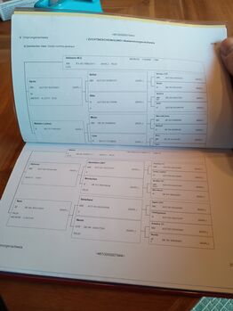 Haflinger Stute 8jährig