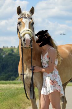 Haflinger Stute mit Charme ✨