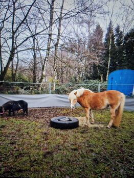 Haflinger Stute Freizeit