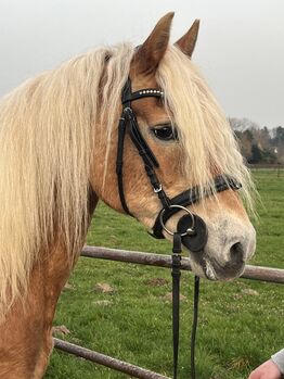 Haflinger Stute Lebensversicherung