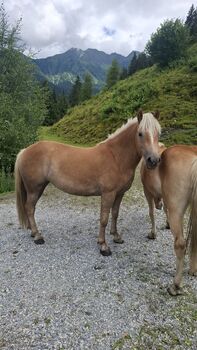 Haflinger Stute