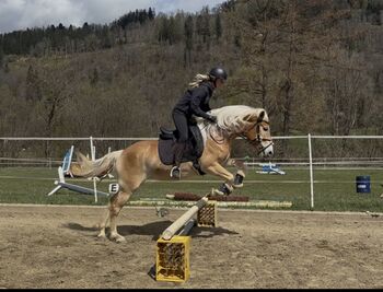 Haflinger Stute, Anna Bischof, Pferd kaufen, Sankt Peter am Kammersberg