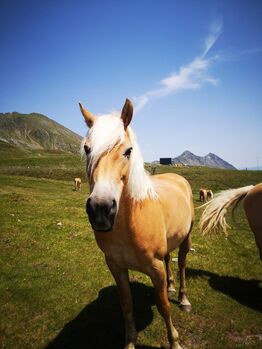 Haflinger Stute