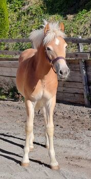 Haflinger Stutfohlen, Daniela, Pferd kaufen, Arzl im Pitztal