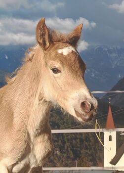 Haflinger Stutfohlen, Carina Thurner, Pferd kaufen, Imsterberg