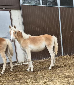 Haflinger Stutfohlen zu verkaufen