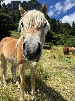 Haflinger in vendita, Isabella , Equestrian Properties, Nogaredo