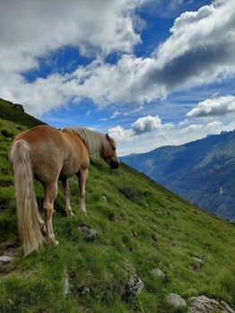 Haflinger zu verkaufen, Schaffenrath, Horses For Sale, Axams