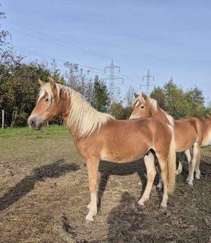 Haflinger Junghengst