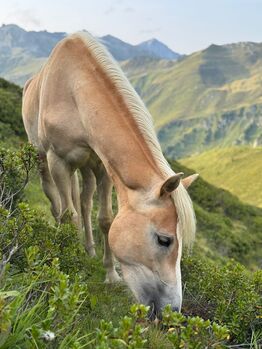 Haflinger Jungstute