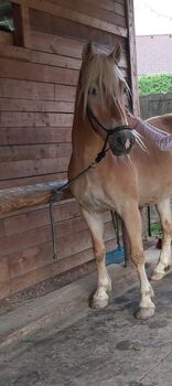 Haflinger - Wallach ( 7 Jahre, sehr gute Abstammung ), Christina Hofer, Horses For Sale, Trofaiach