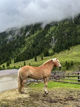 Haflinger Wallach