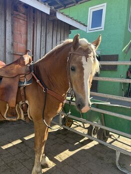 Haflinger Wallach