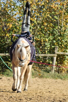 Haflinger zu verkaufen