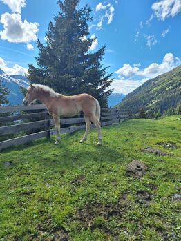 Haflingerfohlen, Fam. Eiter, Horses For Sale, Jerzens