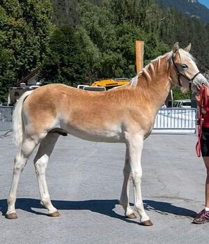 Haflinger Hengstfohlen, Marion Westreicher , Horses For Sale, Pfunds 