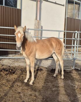 Haflinger Hengstfohlen zu verkaufen, Sabine, Horses For Sale, Ybbs