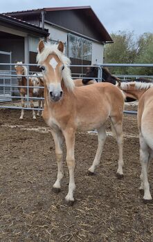 Haflinger Hengstfohlen zu verkaufen