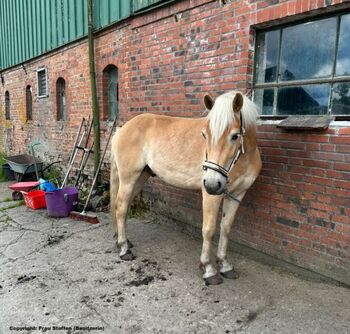 Haflinger für zukünftige Therapie