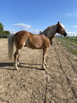 Haflinger Wallach 13 Jahre sucht Platz als Beisteller, Sandra Kurz, Konie na sprzedaż, Kleinstelzendorf