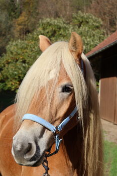 Haflinger Wallach Armando
