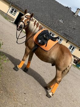 Haflinger Wallach, Isabella Fila, Pferd kaufen, Grub im Wienerwald 