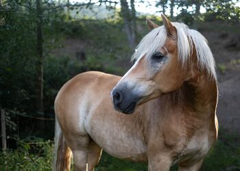 Haflinger Wallach, Annika Schreiner, Pferd kaufen, Altenmarkt