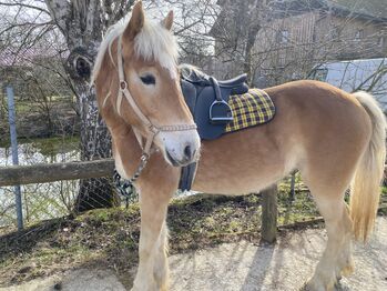 Haflinger Wallach, Marie, Pferd kaufen, Ohlsdorf 