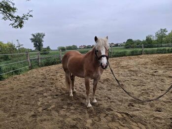 Haflinger wallach, Völner , Pferd kaufen, Győr
