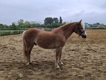 Haflinger wallach